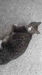 Lost Male Cat last seen Gran canary drive, League City, TX 77573