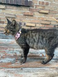 Found/Stray Unknown Cat last seen Washington and 62nd, Indianapolis, IN 46220