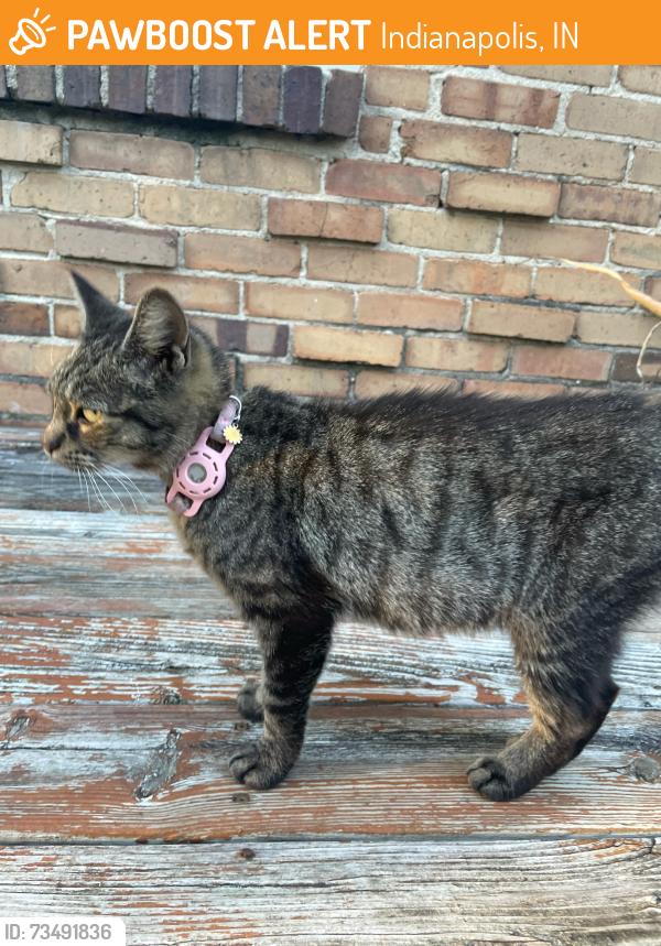 Found/Stray Unknown Cat last seen Washington and 62nd, Indianapolis, IN 46220