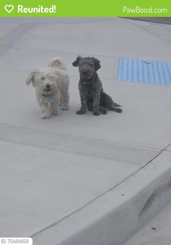 Reunited Male Dog last seen John Mgrdichian Park, Adelanto, CA 92301