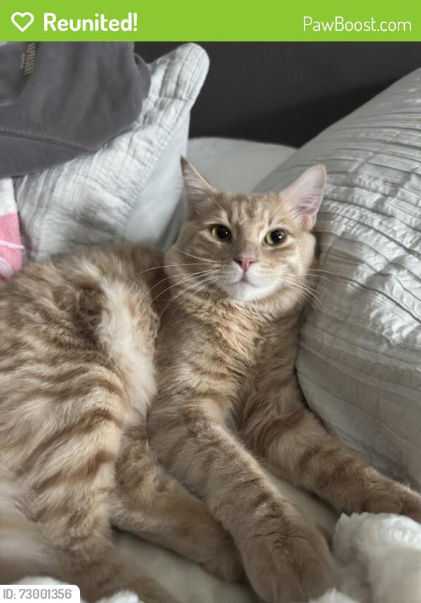 Reunited Male Cat last seen Stagg Street Elementary School, Los Angeles, CA 91406