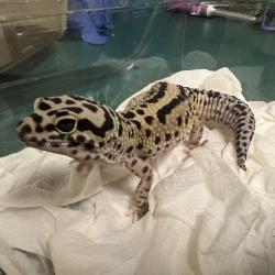Shelter Stray Unknown Other last seen , 361 S Raymond Ave, Pasadena, CA 91105, USA