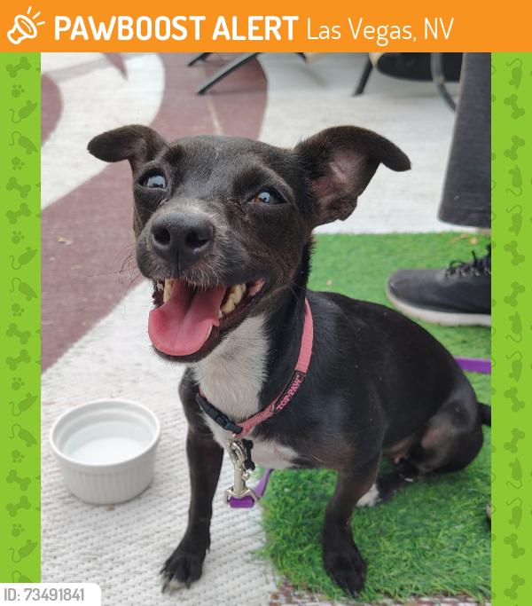 Found/Stray Female Dog last seen Boulder Hwy & s Sandhill 89121, Las Vegas, NV 89121