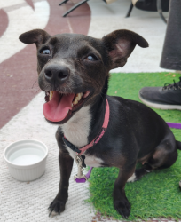 Found/Stray Female Dog last seen Boulder Hwy & s Sandhill 89121, Las Vegas, NV 89121
