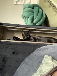 Reunited Male Cat last seen Near Gooch St, Dallas, TX 75241, USA, Dallas, TX 75241