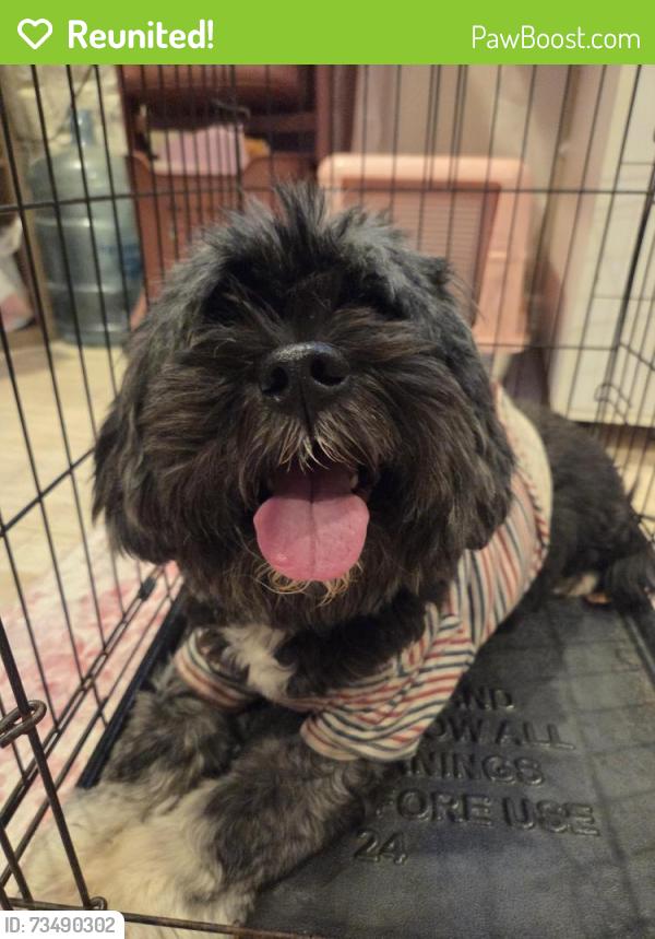 Reunited Male Dog last seen Honeycomb lane, Houston, TX 77429