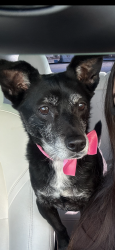Lost Female Dog last seen Peach and Gettysburg, Clovis, CA 93612