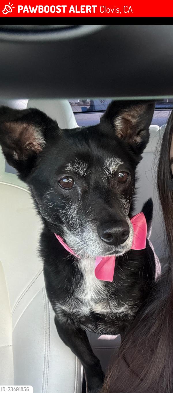 Lost Female Dog last seen Peach and Gettysburg, Clovis, CA 93612