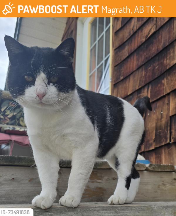 Found/Stray Male Cat last seen Magrath and nearby rural Cardston, Magrath, AB T0K 1J0