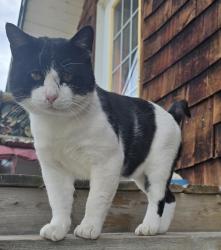 Found/Stray Male Cat last seen Magrath and nearby rural Cardston, Magrath, AB T0K 1J0