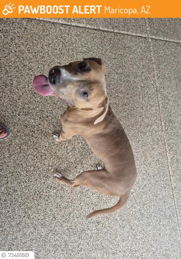 Found/Stray Male Dog last seen Alan Stephen's Parkway, Maricopa, AZ 85138