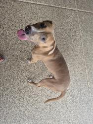 Found/Stray Male Dog last seen Alan Stephen's Parkway, Maricopa, AZ 85138