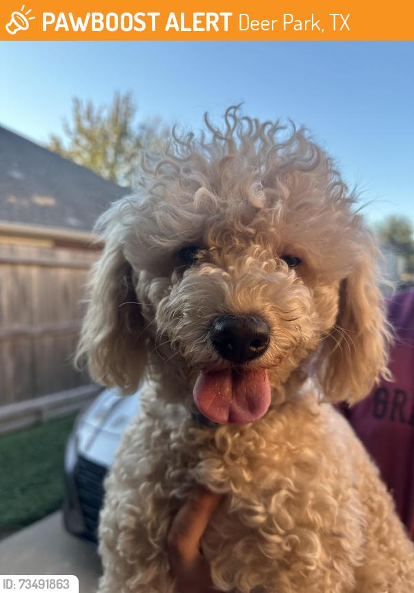 Found/Stray Female Dog last seen Near st Dee park, Deer Park, TX 77536
