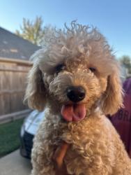Found/Stray Female Dog last seen Near st Dee park, Deer Park, TX 77536