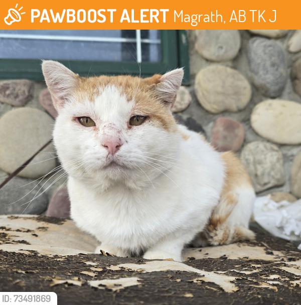 Found/Stray Male Cat last seen Magrath and nearby rural Cardston, Magrath, AB T0K 1J0