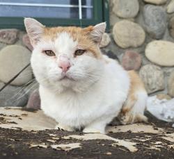 Found/Stray Male Cat last seen Magrath and nearby rural Cardston, Magrath, AB T0K 1J0