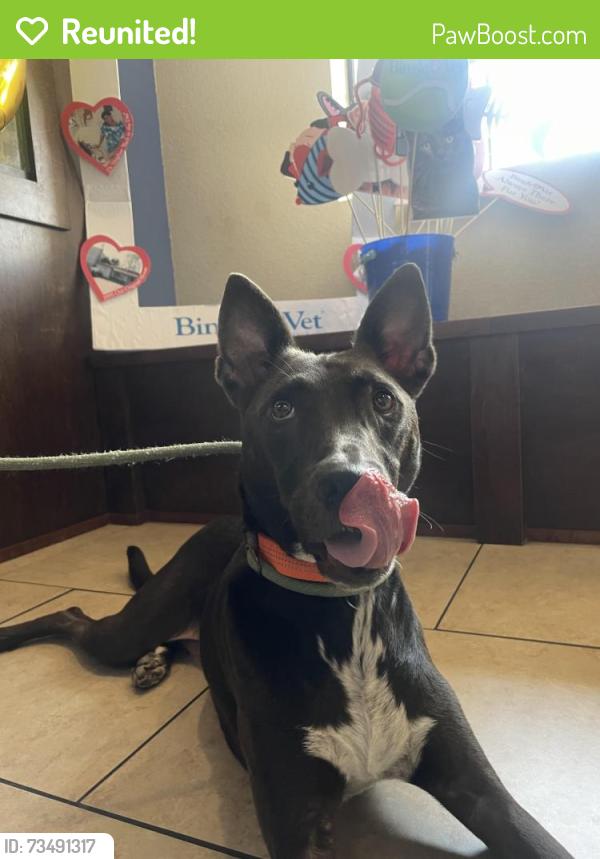 Reunited Male Dog last seen Shady Lane and Knoll Forest Dr, Greatwood, TX 77479