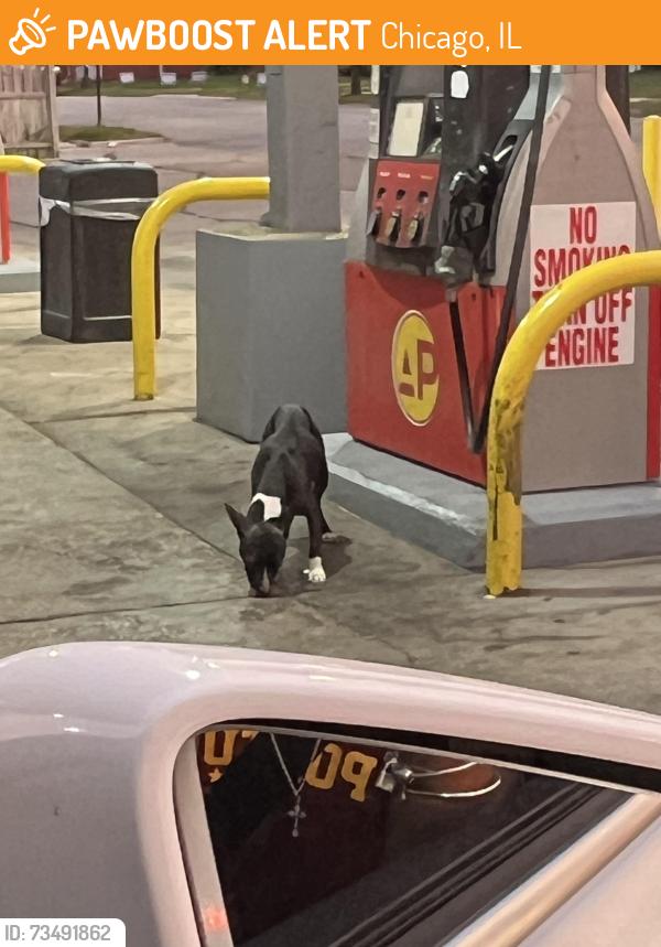 Found/Stray Female Dog last seen 87th & S King Drive/ AP gas station across from sharks, Chicago, IL 60619