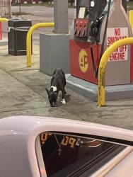 Found/Stray Female Dog last seen 87th & S King Drive/ AP gas station across from sharks, Chicago, IL 60619