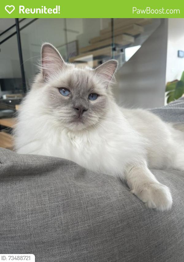 Reunited Female Cat last seen 3/7 Mihil St, Preston, Preston, VIC 3072