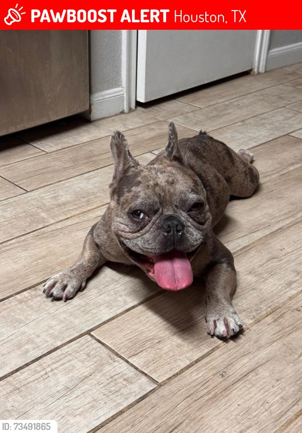 Lost Male Dog last seen Liberty lake, Houston, TX 77049