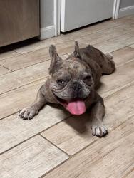 Lost Male Dog last seen Liberty lake, Houston, TX 77049