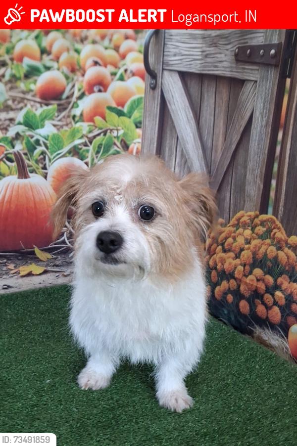 Lost Male Dog last seen Near E, Logansport, IN 46947