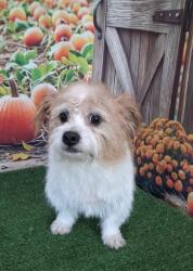 Lost Male Dog last seen Near E, Logansport, IN 46947