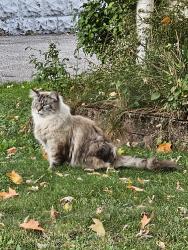 Found/Stray Unknown Cat last seen Belrose between Oakville and Ridgebury, Mayfield Heights, OH 44124
