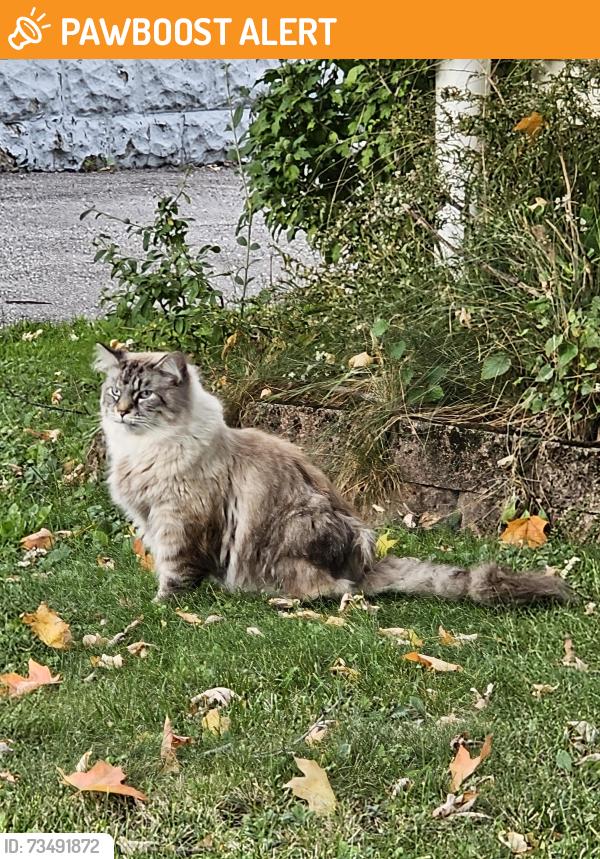 Found/Stray Unknown Cat last seen Belrose between Oakville and Ridgebury, Mayfield Heights, OH 44124