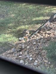 Found/Stray Female Cat last seen Ucentre at Northgate, College Station, TX 77840