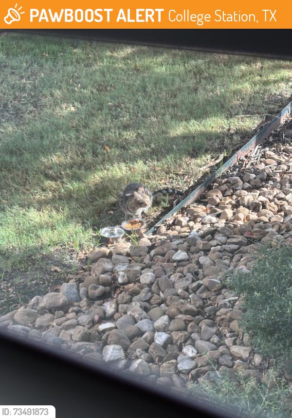 Found/Stray Female Cat last seen Ucentre at Northgate, College Station, TX 77840