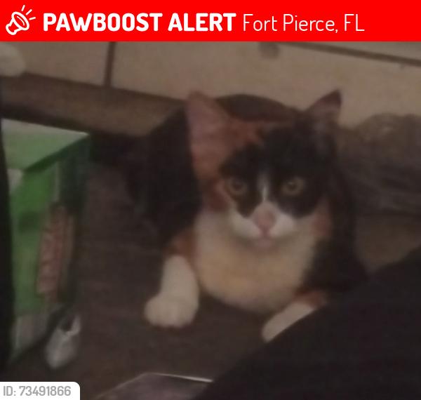 Lost Female Cat last seen Avenue m fort Pierce FL 34950, Fort Pierce, FL 34950