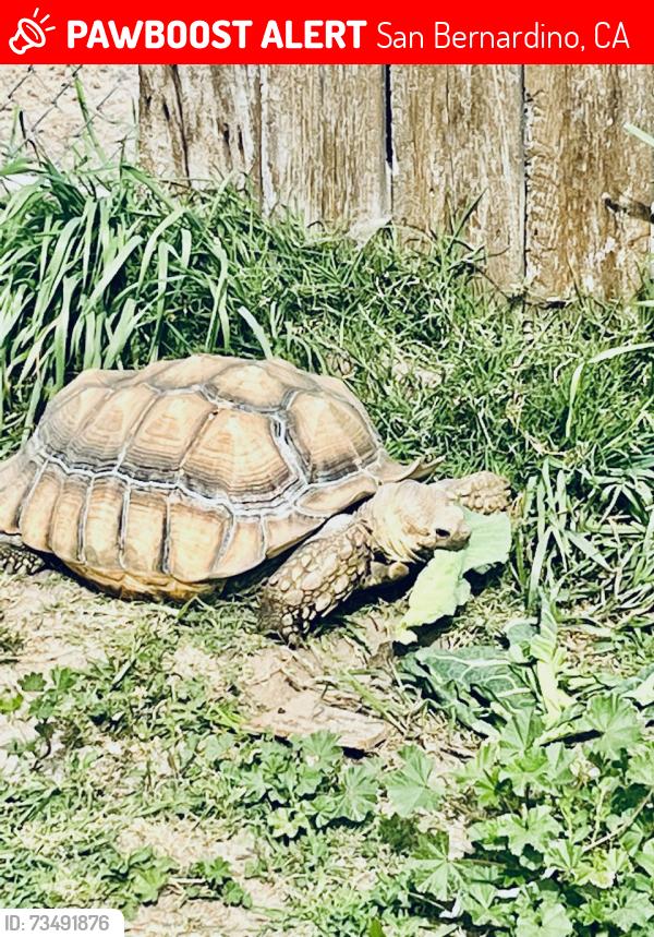 Lost Unknown Reptile last seen 28th and California, San Bernardino, CA 92407