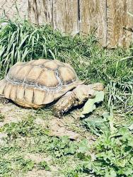 Lost Unknown Reptile last seen 28th and California, San Bernardino, CA 92407