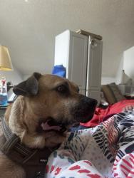 Lost Male Dog last seen foodmax fremont blvd, Fremont, CA 94538