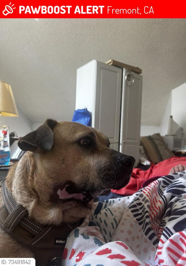 Lost Male Dog last seen foodmax fremont blvd, Fremont, CA 94538