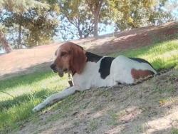 Reunited Female Dog last seen Transit 360 K st Tulare California, Tulare, CA 93274