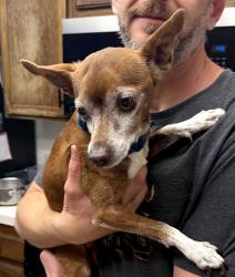 Reunited Male Dog last seen Park on Jacklin Rd, Milpitas, CA 95035