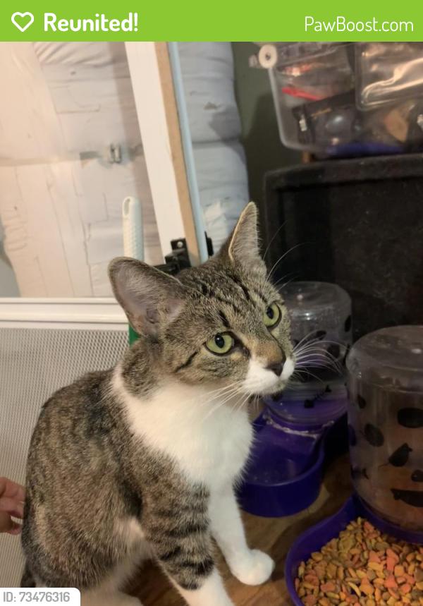 Reunited Female Cat last seen Adele Dr and by Vanessa st by Crest Ranch Park, Vallejo, CA 94589