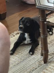 Reunited Male Dog last seen Bristol and Santa Clara Ave, Santa Ana, CA 92706