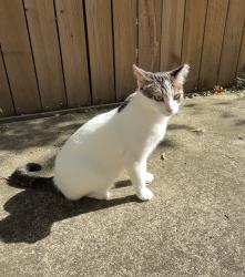 Lost Female Cat last seen Near Paddock Pines Pl, Spring, TX 77382