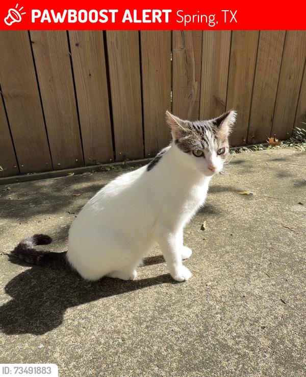 Lost Female Cat last seen Near Paddock Pines Pl, Spring, TX 77382