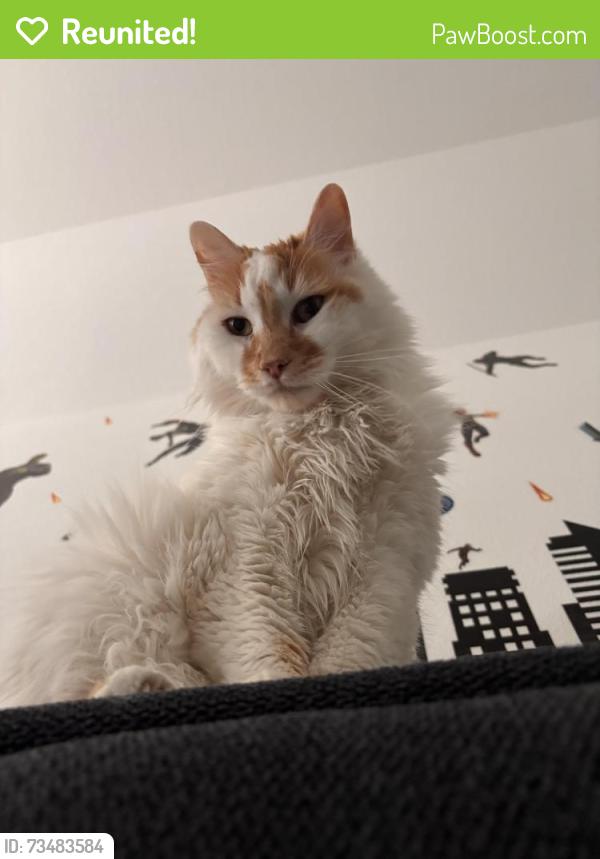 Reunited Male Cat last seen Near Tamarron Crossing, Fulshear, TX 77441., Fort Bend County, TX 77423