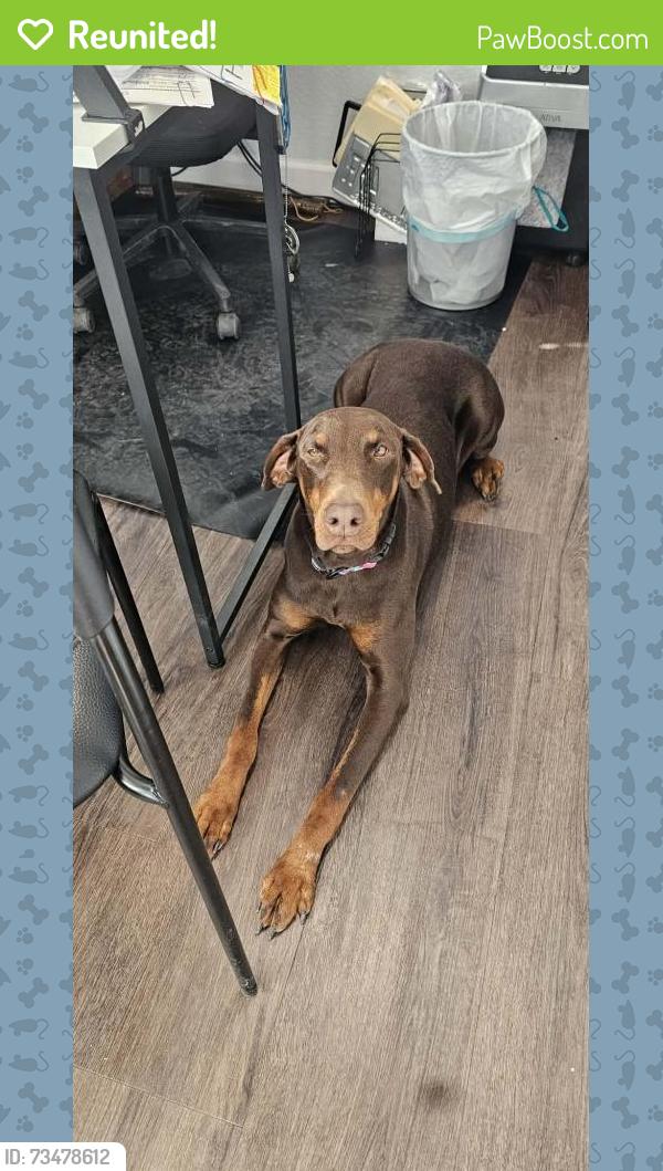 Reunited Female Dog last seen Waldo road, Gainesville, FL 32609