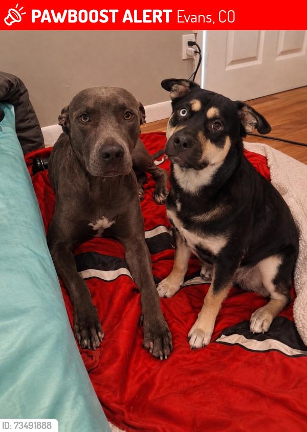 Lost Female Dog last seen 35th and empire, Evans, CO 80620