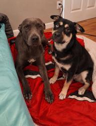 Lost Female Dog last seen 35th and empire, Evans, CO 80620