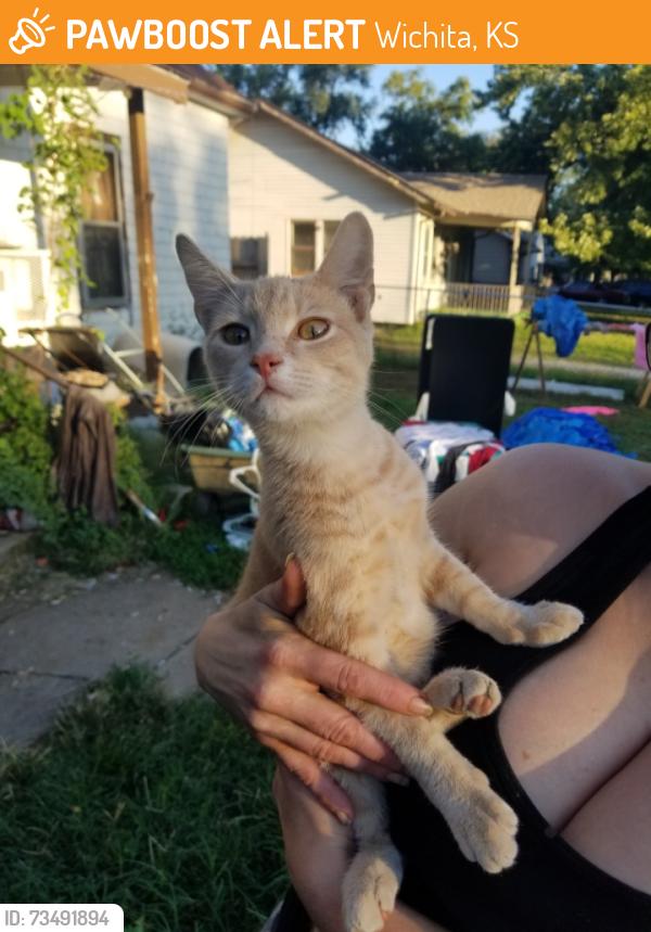 Found/Stray Male Cat last seen E mount vernon, Wichita, KS 67211