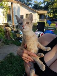 Found/Stray Male Cat last seen E mount vernon, Wichita, KS 67211