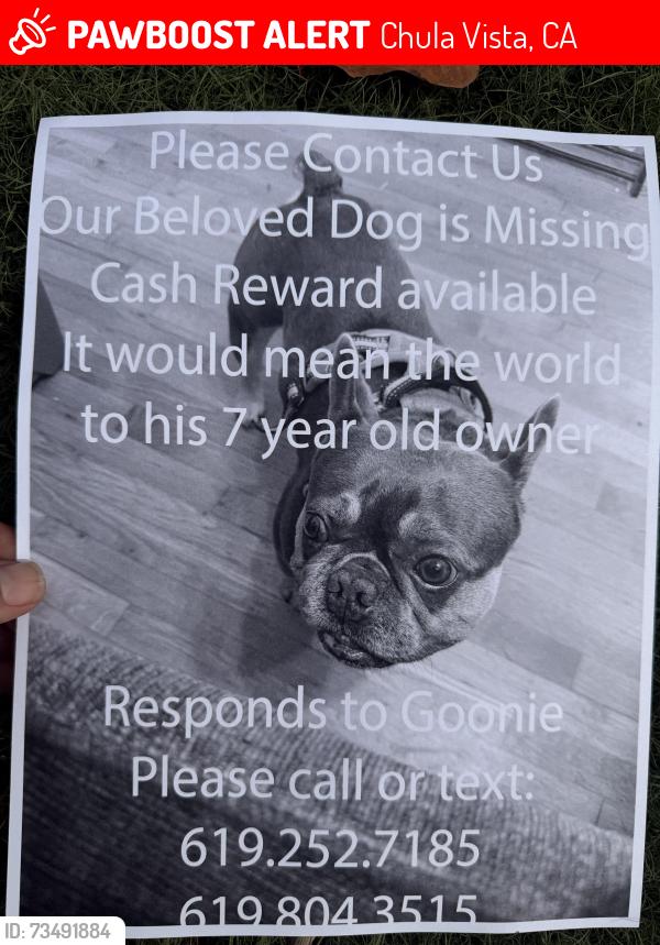 Lost Male Dog last seen Lives in houses right behind Chula Vista middle on G street, Chula Vista, CA 91910
